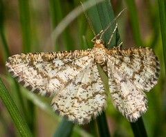 Heliomata glarearia