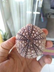 Echinometra lucunter