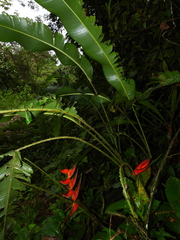 Heliconia orthotricha