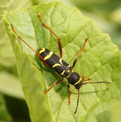 Clytus arietis