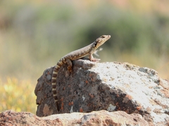 Karusasaurus polyzonus