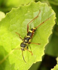 Clytus arietis