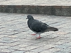 Columba livia