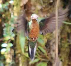 Pterophanes cyanopterus