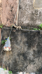 Funambulus palmarum