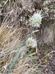 Allium ericetorum