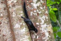 Callosciurus prevostii pluto