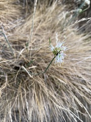 Allium ericetorum