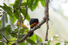 Callosciurus prevostii pluto