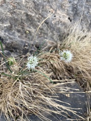 Allium ericetorum