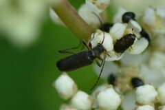 Grammoptera ruficornis