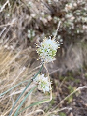 Allium ericetorum