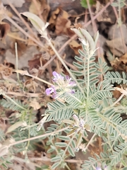 Dalea bicolor