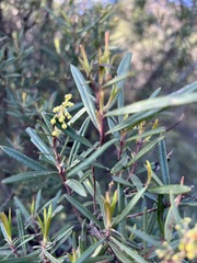 Ornithostaphylos oppositifolia
