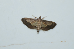 Cnaphalocrocis trebiusalis