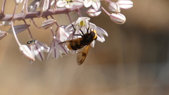 Volucella elegans