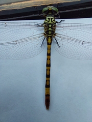 Austroepigomphus turneri