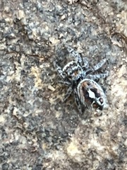 Phidippus phoenix