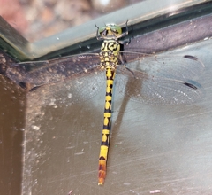 Austroepigomphus turneri