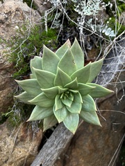 Dudleya brittonii