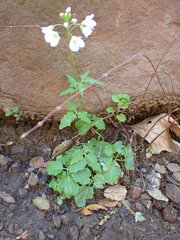 Cardamine californica