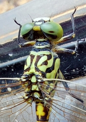 Austroepigomphus turneri