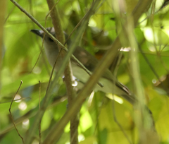 Pachycephala cinerea