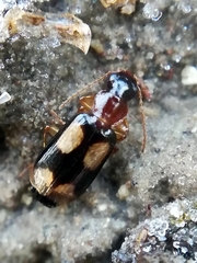 Dromius quadrimaculatus