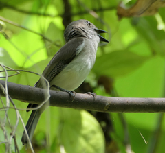 Pachycephala cinerea