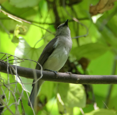 Pachycephala cinerea