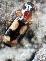 Dromius quadrimaculatus