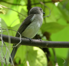 Pachycephala cinerea