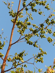 Ziziphus mauritiana