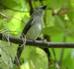 Pachycephala cinerea