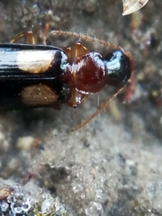 Dromius quadrimaculatus