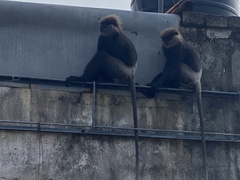 Semnopithecus vetulus