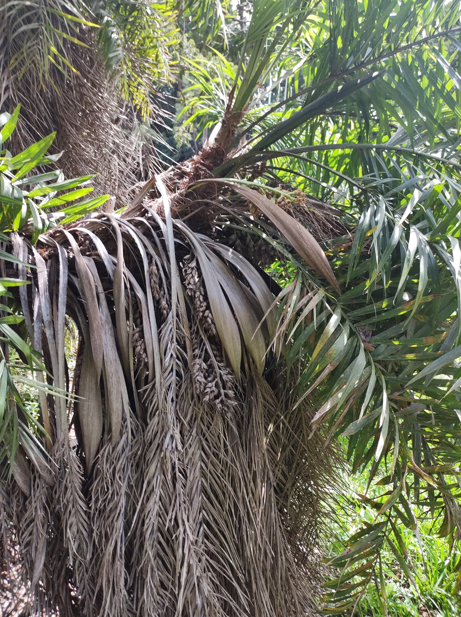 Imagem de Syagrus flexuosa (Mart.) Becc.
