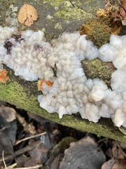 Exidia thuretiana