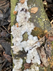 Exidia thuretiana