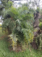 Syagrus flexuosa