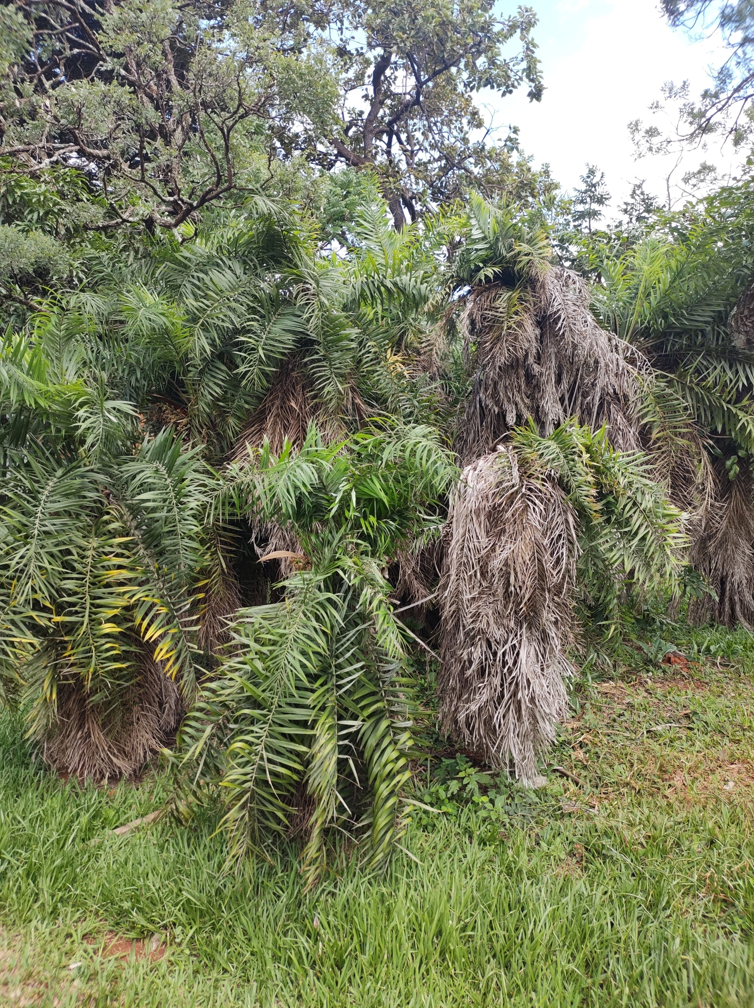 Imagem de Syagrus flexuosa (Mart.) Becc.