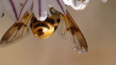 Volucella elegans