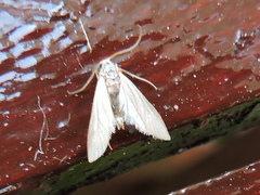 Acentria ephemerella