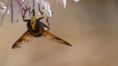 Volucella elegans