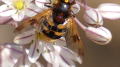 Volucella elegans