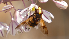 Volucella elegans