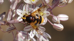 Volucella elegans