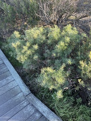 Lupinus arboreus
