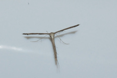 Stenoptilodes taprobanes