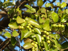Ziziphus mauritiana